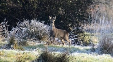 A fine Roe Buck