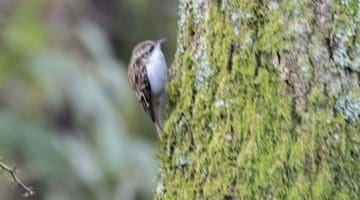 7 ! DSC_8579 Tree creeper EC Reduced
