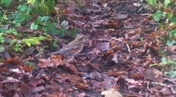 8 ! 12300226 Redwing on path EC Reduced