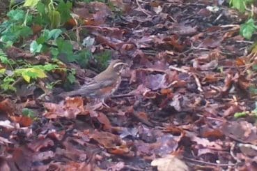 8 ! 12300226 Redwing on path EC Reduced