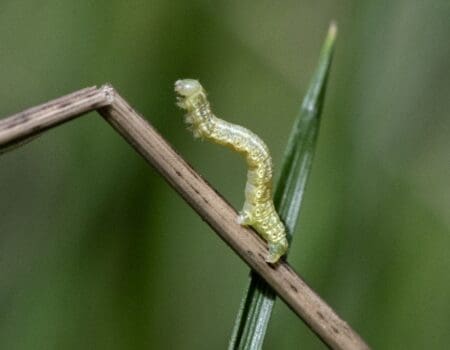 Wildlife Blog by Ron Allen – 20th May 2021