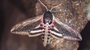 9. DSC_3105 Privet hawk-moth EC Reduced --