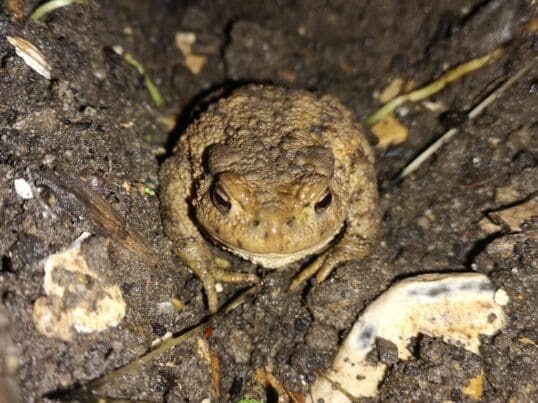 The toad all puffed up in defensive mode.