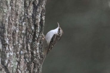 3 Treecreeper