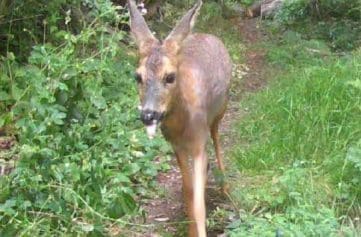 Roe Doe Roe Doe