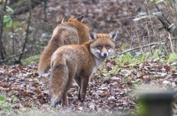 Image Two foxes Image Two foxes