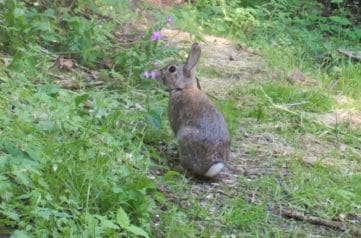05230384 Rabbit on top path Still from vid EC 05230384 Rabbit on top path Still from vid EC