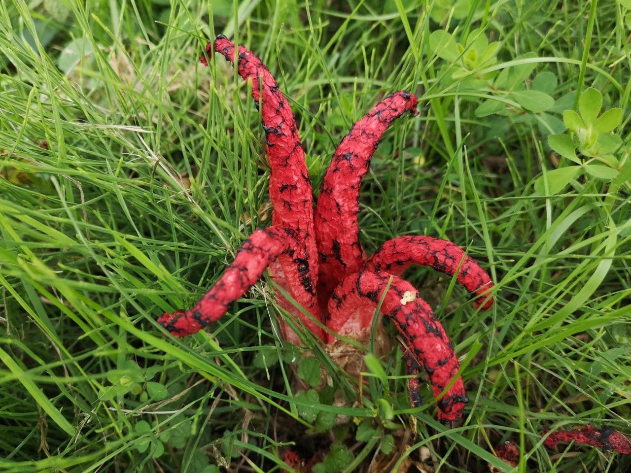 Devils fingers