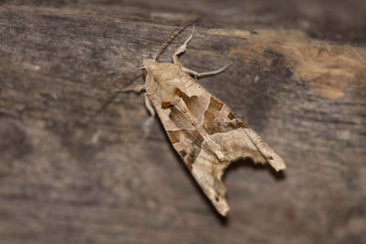 24 Angle shades moth from light trap R