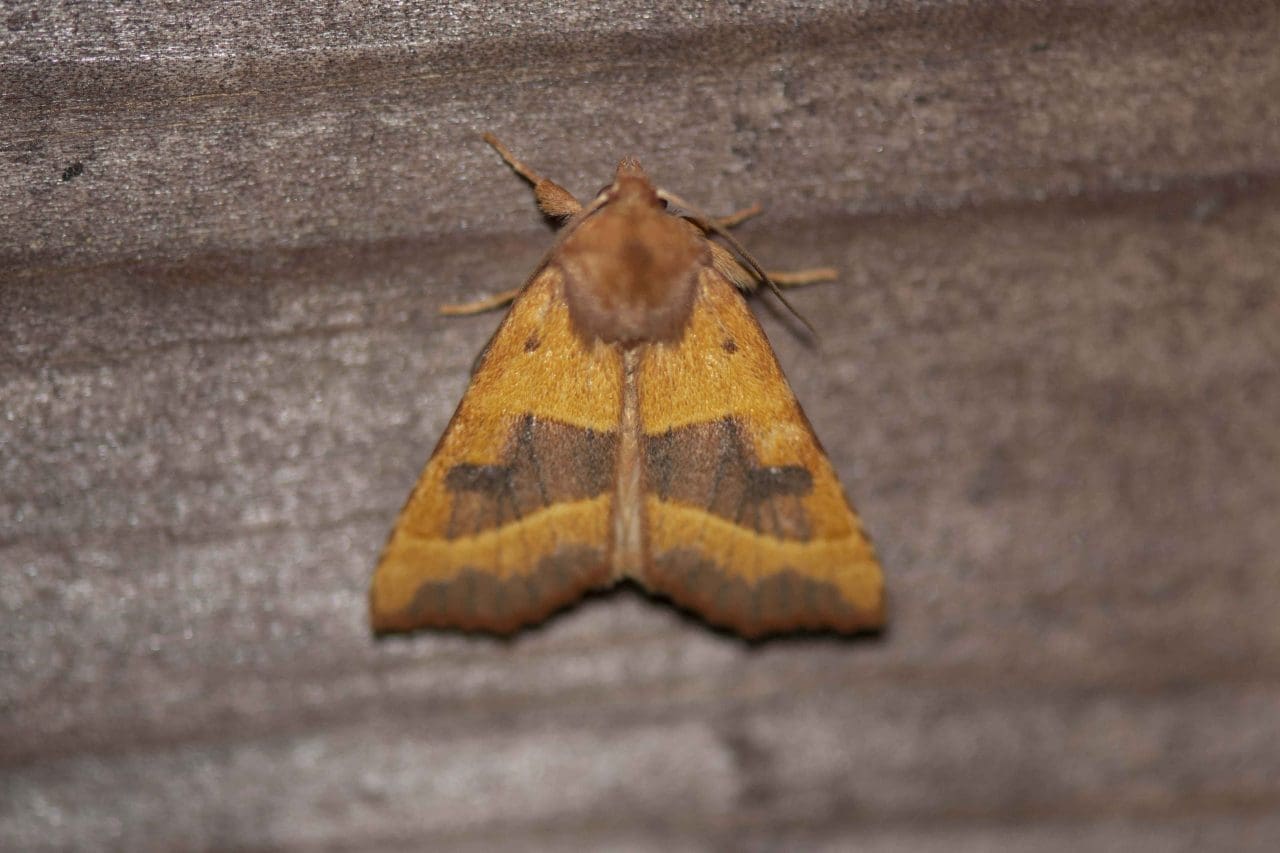 25 Centre-barred Sallow moth from light trap R
