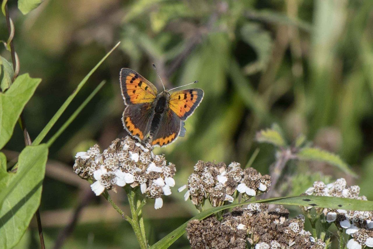 26 Small copper Village Green R