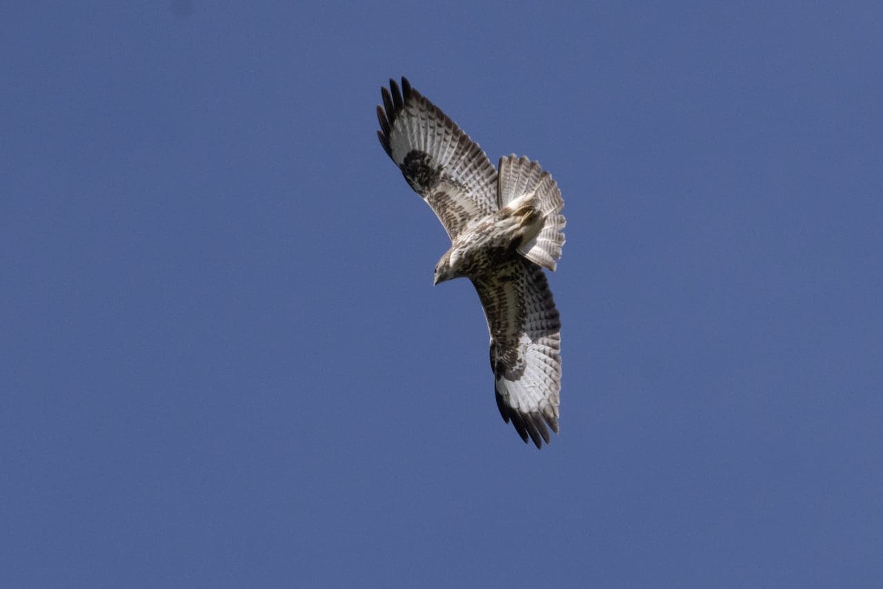10 Buzzard soaring over the village green.