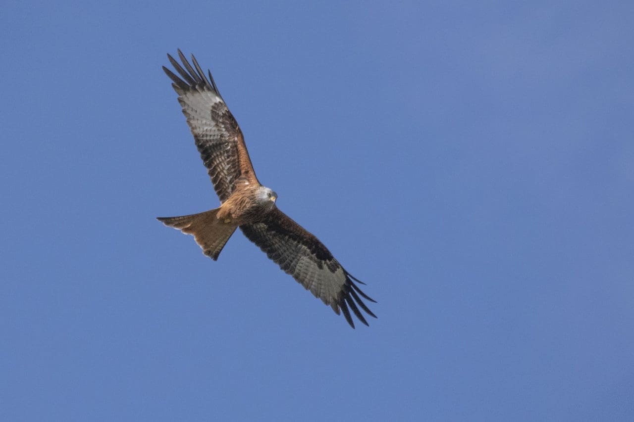 11 Red kite are increasingly common.