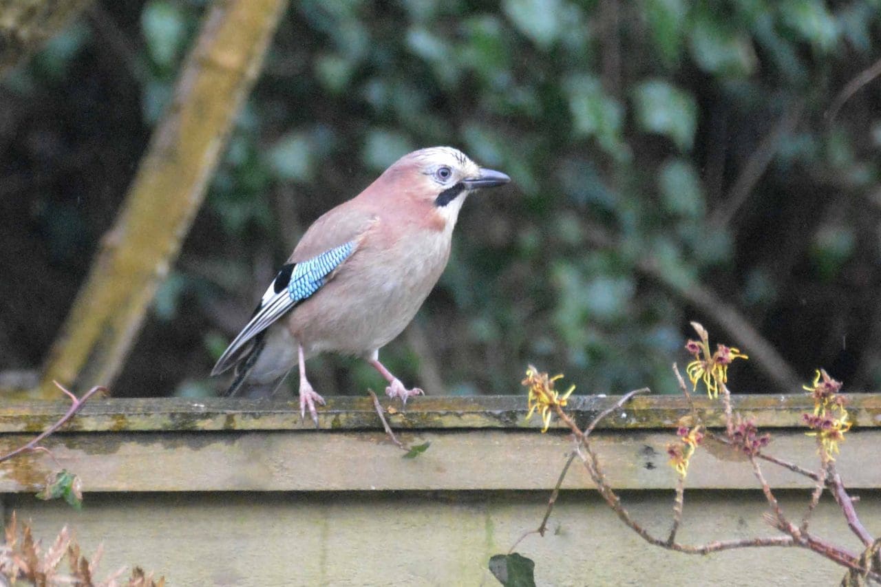 18 Jay