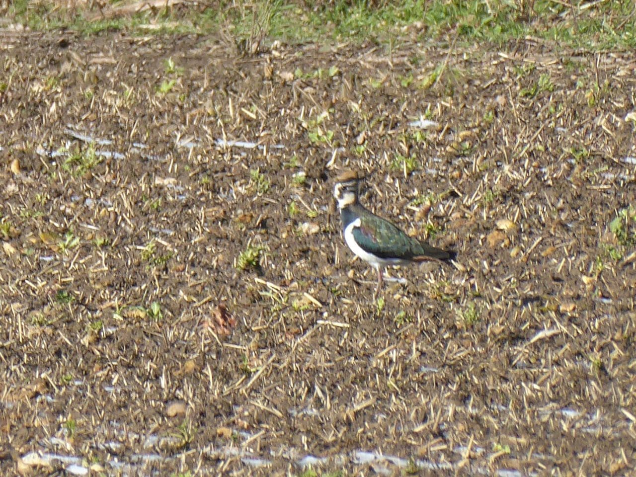 6 Lapwing on New Buildings Farm.