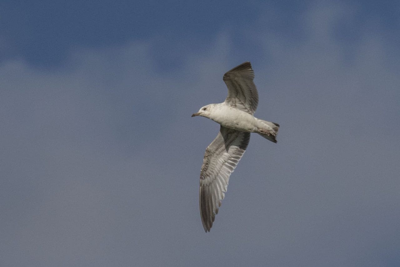 8 Common gull (with a white head).